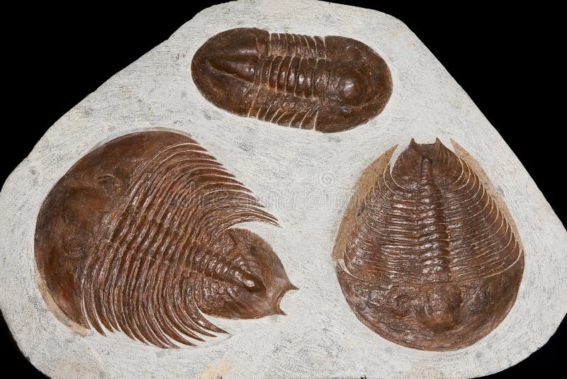 Details of three different trilobite fossils, an extinct marine anthropoid . Class: Trilobita. Details of three different trilobite fossils, an extinct marine anthropoid . Class: Trilobita