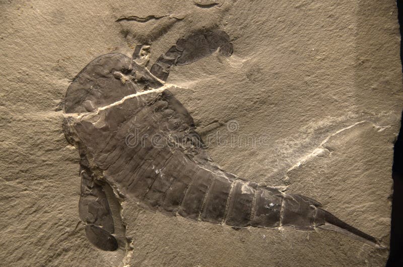 A big lobster or shrimp fossil displayed in Harvard museum of natural history. A big lobster or shrimp fossil displayed in Harvard museum of natural history.