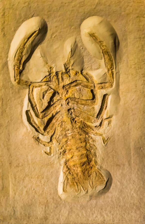 A fossil of a Cyclerion propinquus, extinct armored crab from the jurassic period. A fossil of a Cyclerion propinquus, extinct armored crab from the jurassic period