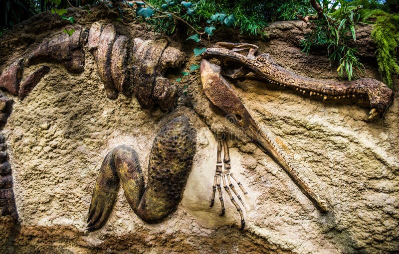 Fóssil do crocodilo