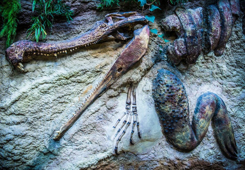 Fóssil do crocodilo