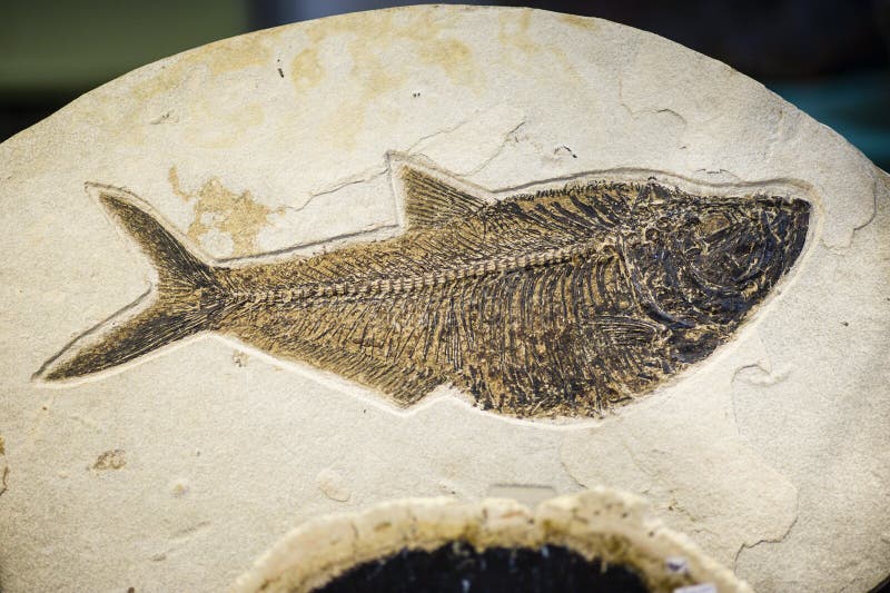 Fish fossil, extinct species print on sand stone. Fish fossil, extinct species print on sand stone