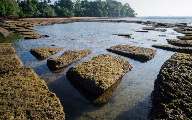 Fóssil Shell Beach do gastrópode imagem de stock royalty free