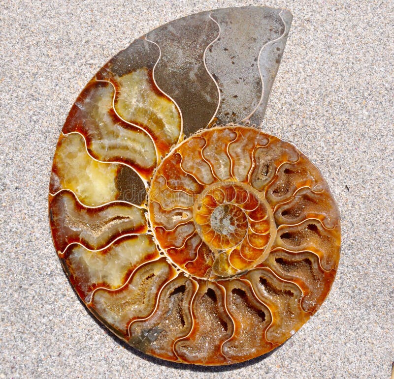 Concha Fóssil de Amonite imagem de stock