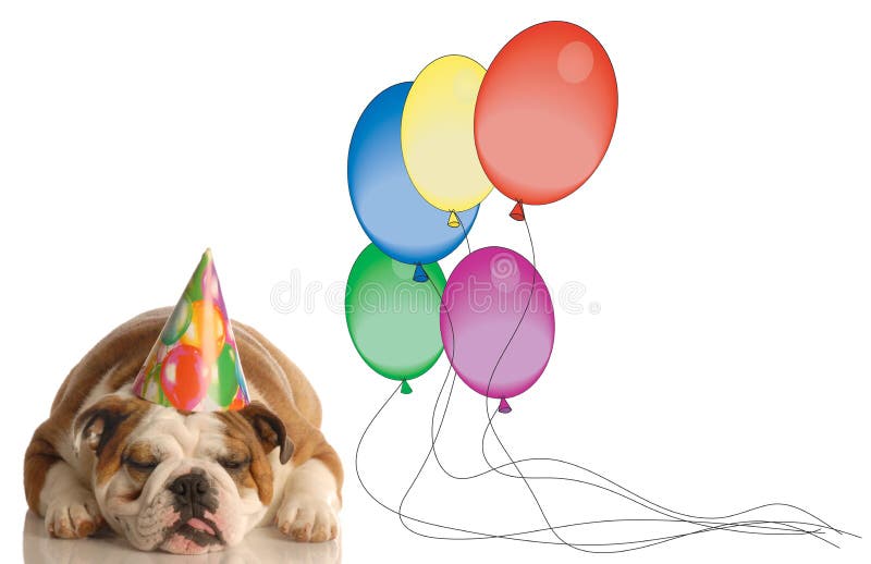 English bulldog with birthday hat and partially deflated balloons - not such a great birthday. English bulldog with birthday hat and partially deflated balloons - not such a great birthday