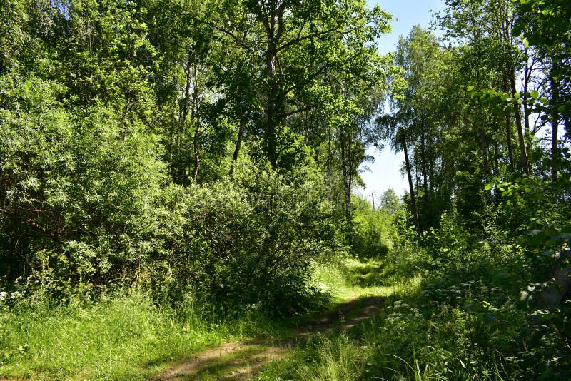 För banaslinga för tät frodig grön skog skuggig spolning in i perspektiv royaltyfria bilder