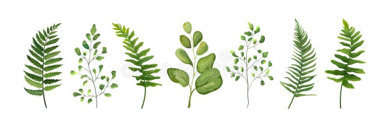 För beståndsdeluppsättning för vektor märkes- samling av den gröna skogormbunken för royaltyfri illustrationer För beståndsdeluppsättning för vektor märkes- samling av den gröna skogormbunken för royaltyfri illustrationer
