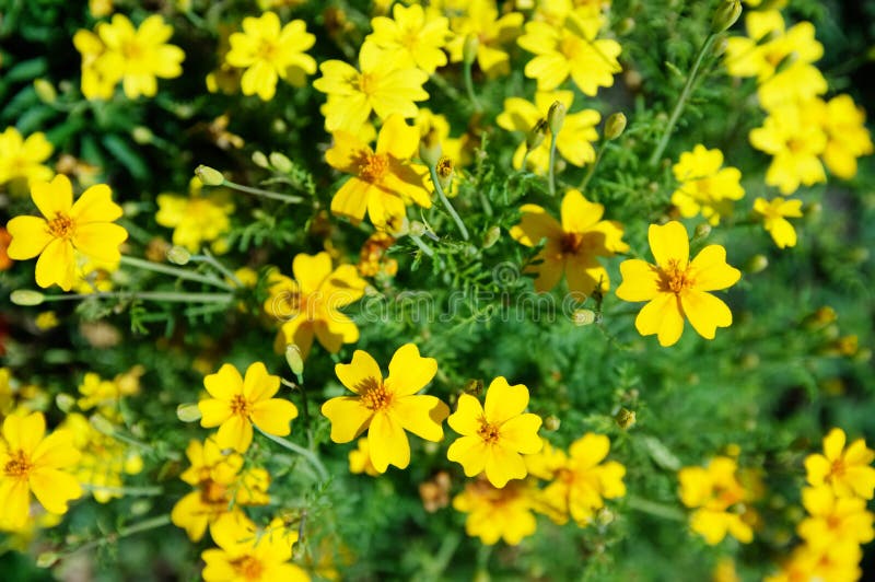 För blommabakgrundsguling för ringblommor ljus blomstra slät blom- växt vividly på blomsterrabatt arkivbild För blommabakgrundsguling för ringblommor ljus blomstra slät blom- växt vividly på blomsterrabatt arkivbild