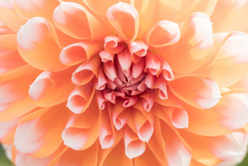 För blommanärbild för texturer härlig detalj fotografering för bildbyråer För blommanärbild för texturer härlig detalj fotografering för bildbyråer