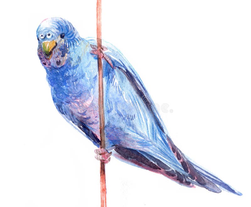 För blå djur illustration papegojafågel för vattenfärg som isoleras på vit bakgrund vektor illustrationer För blå djur illustration papegojafågel för vattenfärg som isoleras på vit bakgrund vektor illustrationer