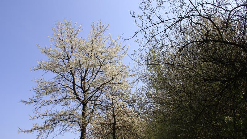 För Cherry Colorful Of Spring With för blomning vit himmel frikänd arkivbilder För Cherry Colorful Of Spring With för blomning vit himmel frikänd arkivbilder