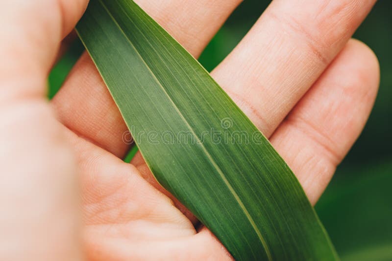 För durensudangrass för bonde undersökande blad för växt arkivbilder