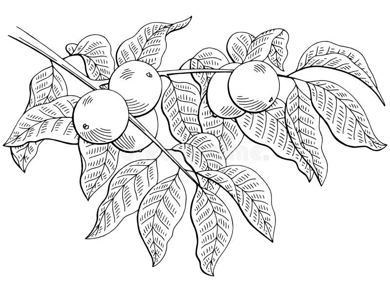 För filialsvart för valnöten skissar isolerad grafisk vit illustrationen vektor illustrationer För filialsvart för valnöten skissar isolerad grafisk vit illustrationen vektor illustrationer