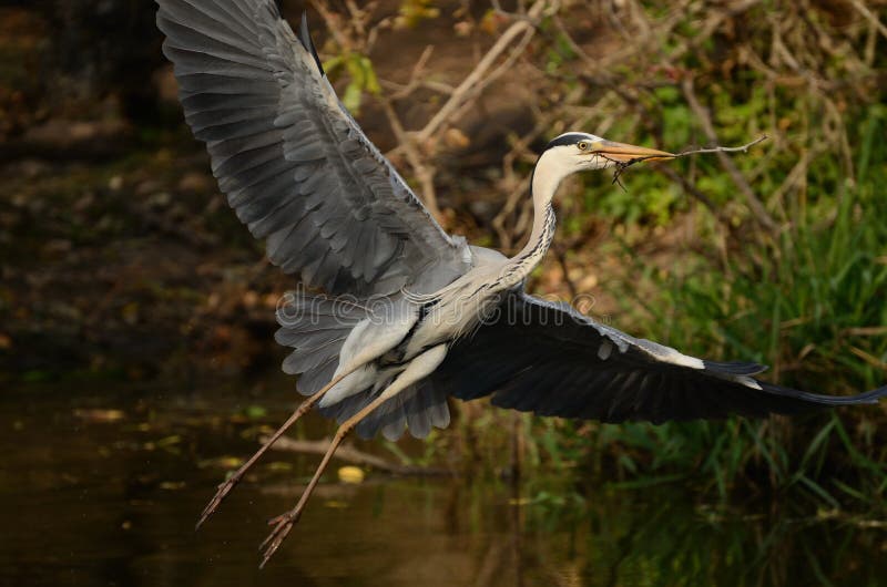 För flyggrey för ardea cinerea heron arkivfoto