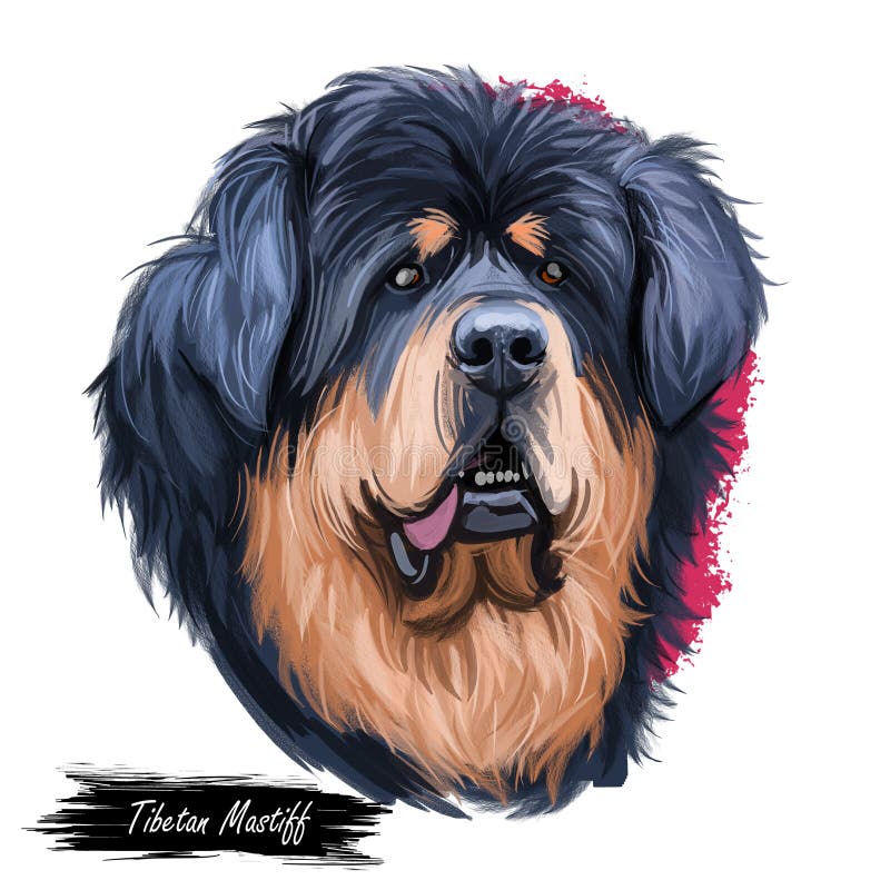 Tibetan Mastiff giant size dog breed portrait isolated on white. Digital art illustration, animal watercolor drawing of hand drawn doggy for web. Black and tan pet with short medium coat length. Tibetan Mastiff giant size dog breed portrait isolated on white. Digital art illustration, animal watercolor drawing of hand drawn doggy for web. Black and tan pet with short medium coat length