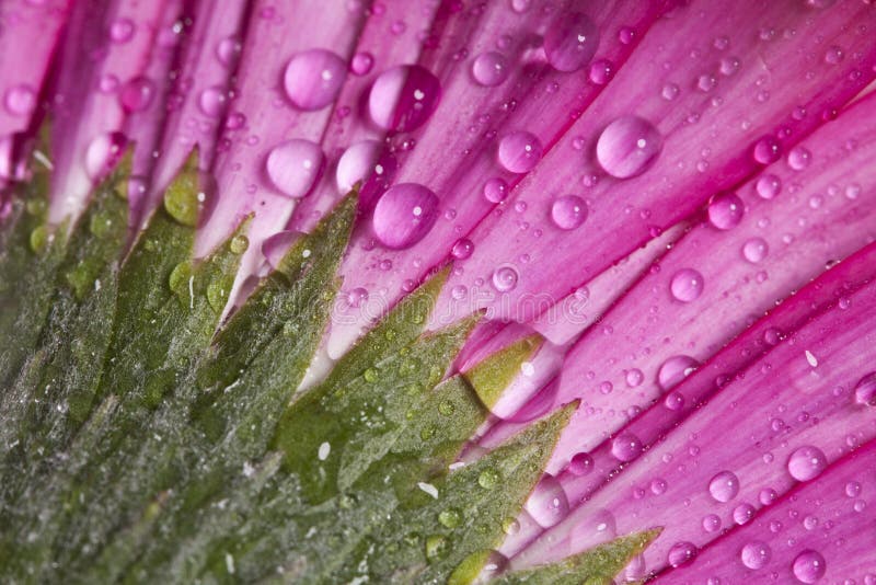 För gerberatusensköna för Closeup rosa blomma fotografering för bildbyråer