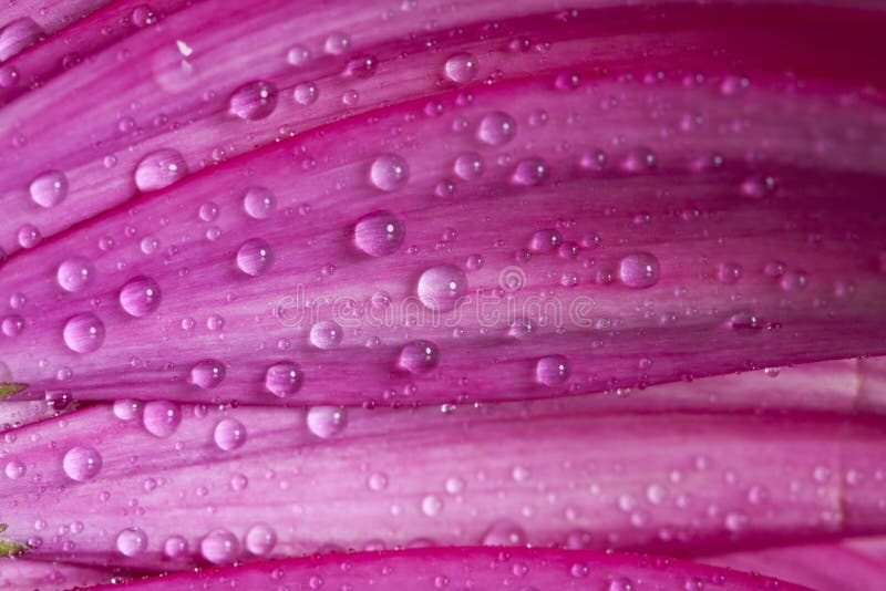 För gerberatusensköna för Closeup rosa blomma arkivbild