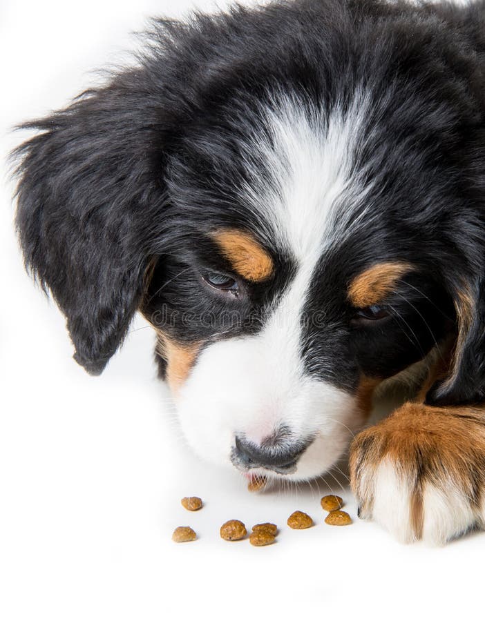 För hundvalp för berg bernese äta arkivbilder För hundvalp för berg bernese äta arkivbilder