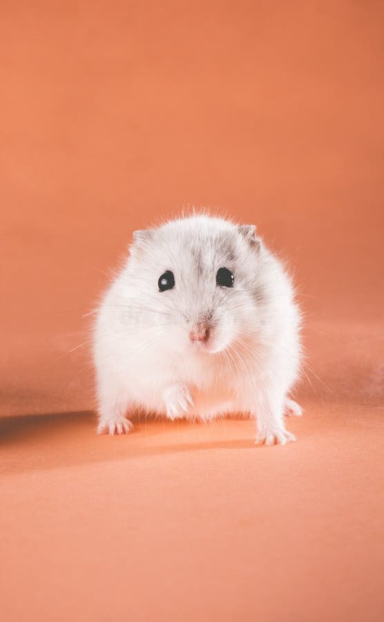 För Jungar för foto gulligt gå hamster royaltyfria bilder För Jungar för foto gulligt gå hamster royaltyfria bilder