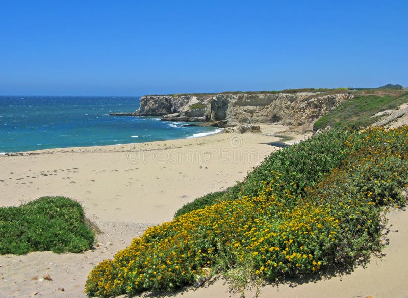 för Kalifornien för strand bonny vildblommar doon royaltyfria bilder för Kalifornien för strand bonny vildblommar doon royaltyfria bilder