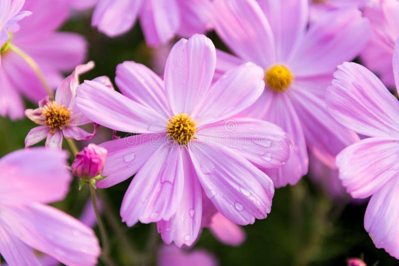 För kosmosblomma för Closeup rosa trädgård royaltyfria foton