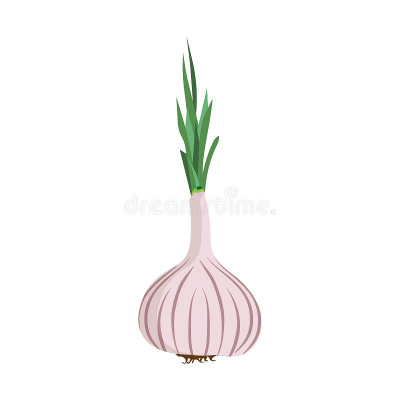 För kulavektor för vitlök huvud isolerad vit illustration för mat för symbol Bästa sikt för aromatisk natur för restaurangkrydda royaltyfri illustrationer