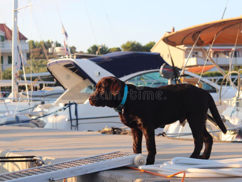För labrador för parodi för valphunden ställningar för dräkt brunt på skeppsdockan med segling seglar i marina och ser yachtlandg royaltyfria foton För labrador för parodi för valphunden ställningar för dräkt brunt på skeppsdockan med segling seglar i marina och ser yachtlandg royaltyfria foton