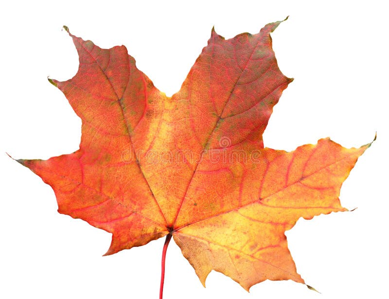 för leaflönn för höst bakgrund isolerad white royaltyfri foto för leaflönn för höst bakgrund isolerad white royaltyfri foto