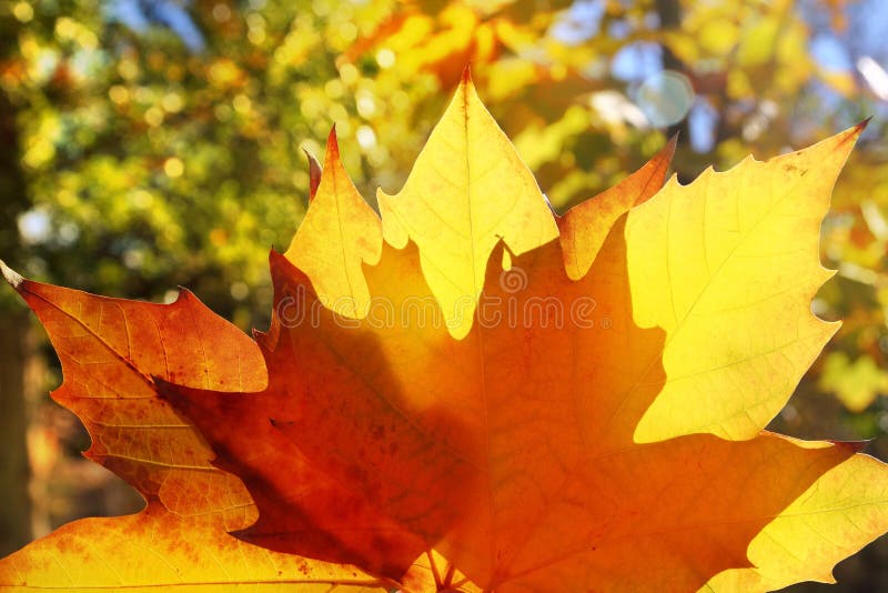 För leafmakro för höst guld- yellow royaltyfria foton