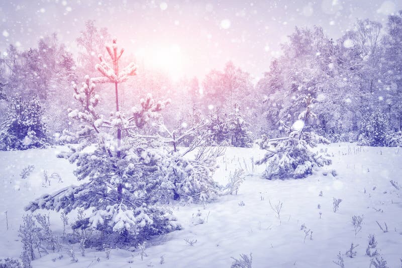 För ligganderussia för 33c januari ural vinter temperatur Snöflingor i snöig vinterskog på livlig soluppgång Magiska julgranar på fotografering för bildbyråer