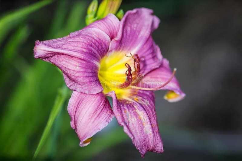 För liljablomma för Hemerocallis stor closeup på mörk bakgrund royaltyfria bilder För liljablomma för Hemerocallis stor closeup på mörk bakgrund royaltyfria bilder
