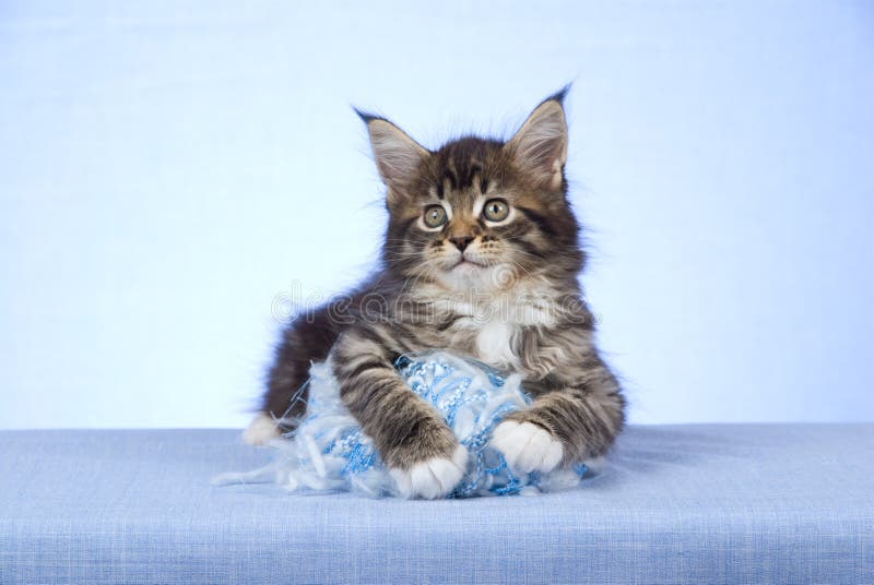 för maine för kattunge för bollcoon gulligt garn ull royaltyfri fotografi för maine för kattunge för bollcoon gulligt garn ull royaltyfri fotografi