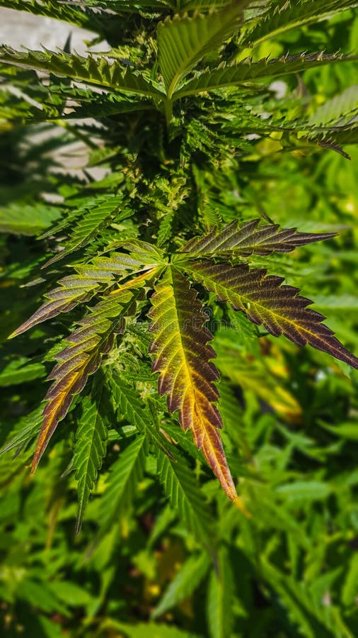 För marijuanabelastning för nordliga ljus färgrikt blad royaltyfria foton För marijuanabelastning för nordliga ljus färgrikt blad royaltyfria foton