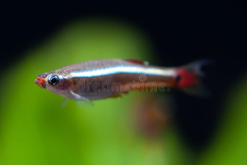 För molnberg för akvariefisk vit simning för liten fisk mot mjuk bakgrund för gröna växter Detaljerad fiskmodell Makro arkivbilder För molnberg för akvariefisk vit simning för liten fisk mot mjuk bakgrund för gröna växter Detaljerad fiskmodell Makro arkivbilder