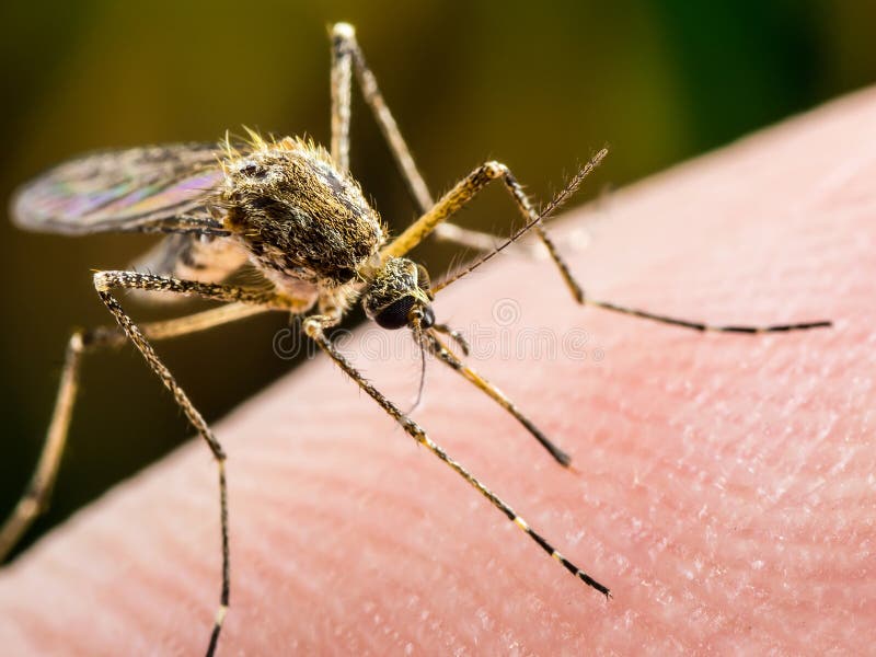 För myggakryp för gula febern, för malaria eller för Zika virus infekterad makro
