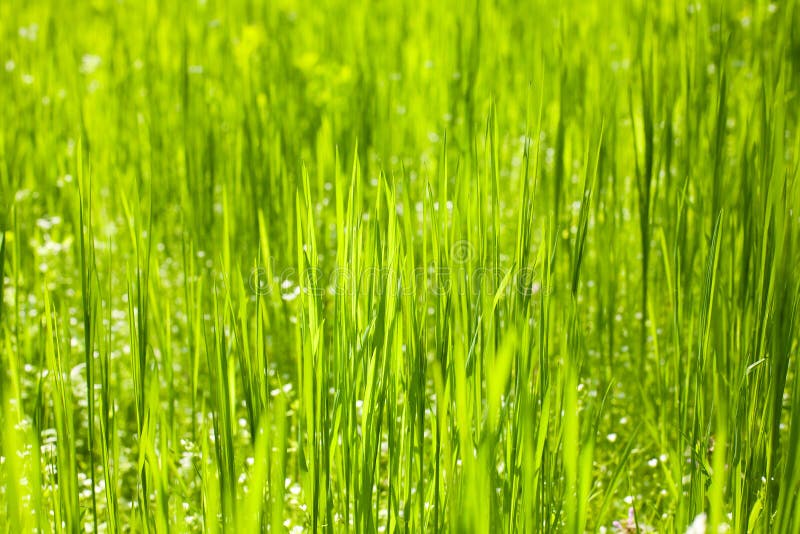 För naturbakgrund för grönt gräs closeup, dagsljus arkivbilder För naturbakgrund för grönt gräs closeup, dagsljus arkivbilder