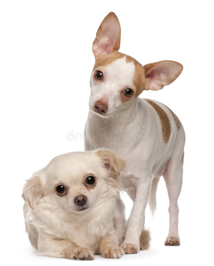 För 1 och 2-år för Chihuahua som två, är gamla, framme av vit bakgrund fotografering för bildbyråer För 1 och 2-år för Chihuahua som två, är gamla, framme av vit bakgrund fotografering för bildbyråer
