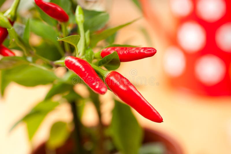 För pepparväxt för chili varm red mycket arkivbild
