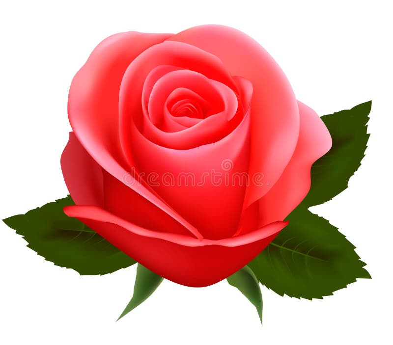 För pinkrose för bakgrund härlig white stock illustrationer