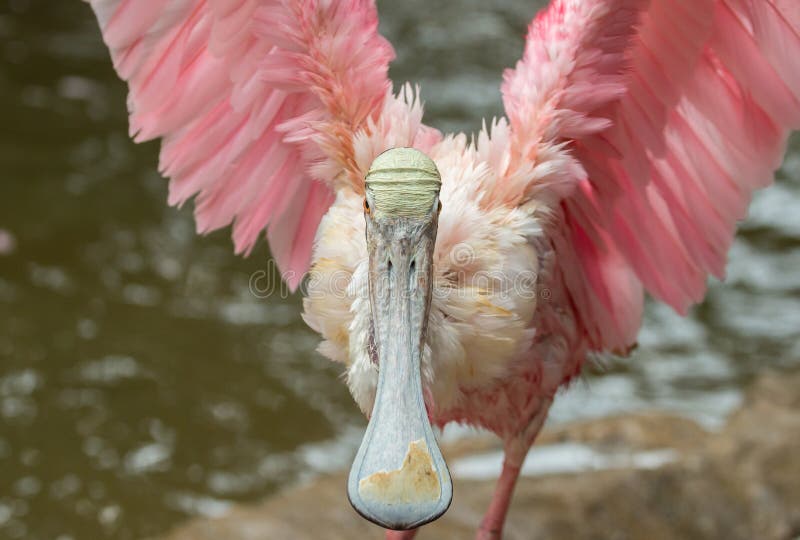 För Plataleaajajaen för den Roseate spoonbillen fågeln med vingar fördelade arkivbilder För Plataleaajajaen för den Roseate spoonbillen fågeln med vingar fördelade arkivbilder