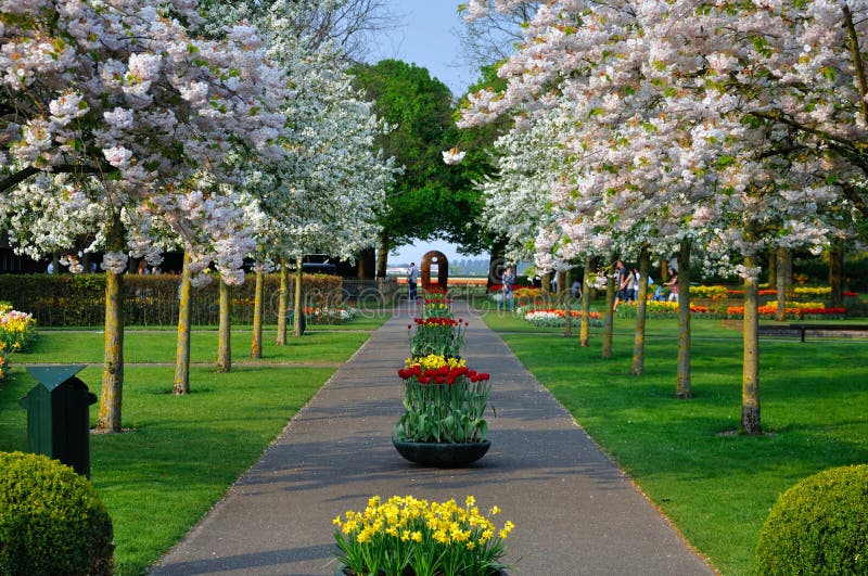 för prunustrees för gränd blomma white för triloba royaltyfria bilder för prunustrees för gränd blomma white för triloba royaltyfria bilder