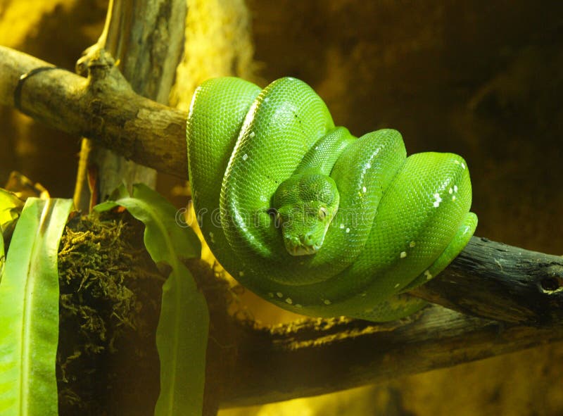 för pytonormorm för chondropython gröna viridis för tree royaltyfri foto för pytonormorm för chondropython gröna viridis för tree royaltyfri foto