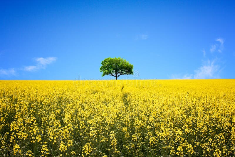 För rapeseedtree för fält lone yellow arkivfoton