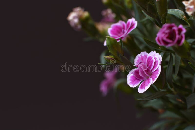 ’För regnbågerosa färgers eller ’Dianthus chinensis flowes med kopieringsutrymme till vänstersidan på mörk bakgrund fotografering för bildbyråer ’För regnbågerosa färgers eller ’Dianthus chinensis flowes med kopieringsutrymme till vänstersidan på mörk bakgrund fotografering för bildbyråer