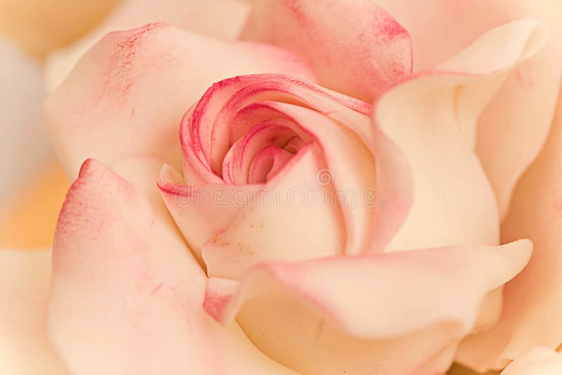 För rosa övre tapet fondantslut för socker royaltyfria foton För rosa övre tapet fondantslut för socker royaltyfria foton