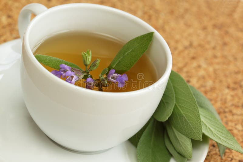 för salviatea för växt- officinalis vis teacup royaltyfria bilder för salviatea för växt- officinalis vis teacup royaltyfria bilder