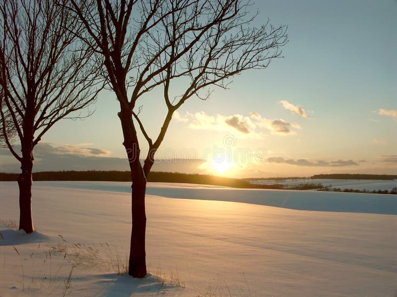 För solnedgångtrees för fält snöig vinter arkivbild