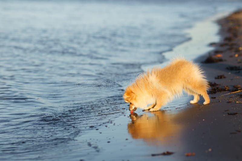 För Spitzhund för gullig röd valp tyskt dricksvatten från havet arkivbilder För Spitzhund för gullig röd valp tyskt dricksvatten från havet arkivbilder
