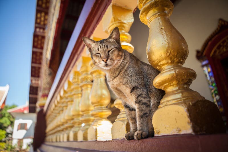 För ställningsslut för inhemsk katt guld- pelare på kloster arkivfoto