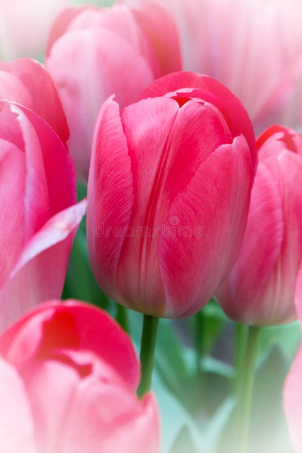 För tulpanferie för vibrerande färgrik closeup rosa bakgrund arkivfoton